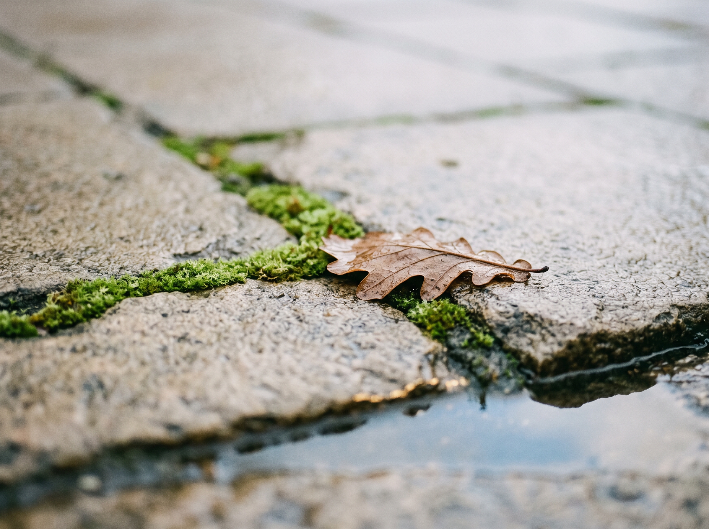 Islak kaldırım taşları arasından çıkan yosun ve düşmüş bir yaprak, yakın plan